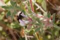 Bombus mesomelas